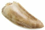 Bargain Raptor Tooth - Real Dinosaur Tooth #376455-1